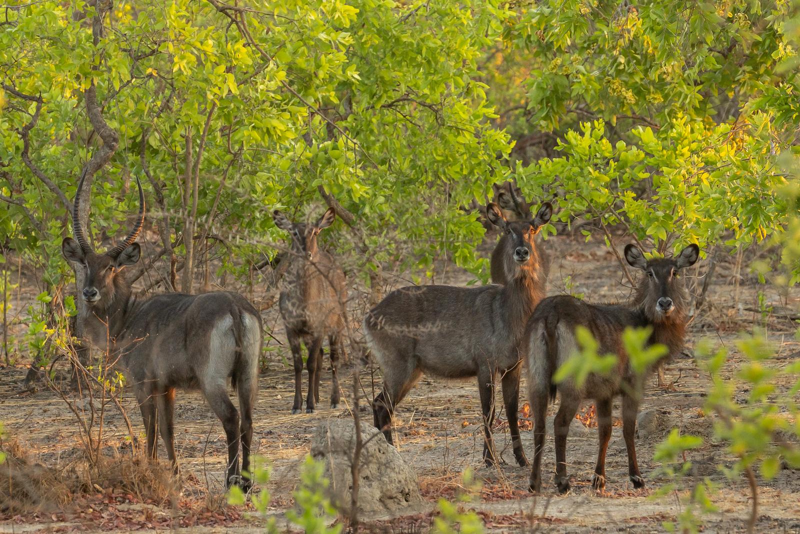 Professional guide leading a walking safari in Kafue National Park
