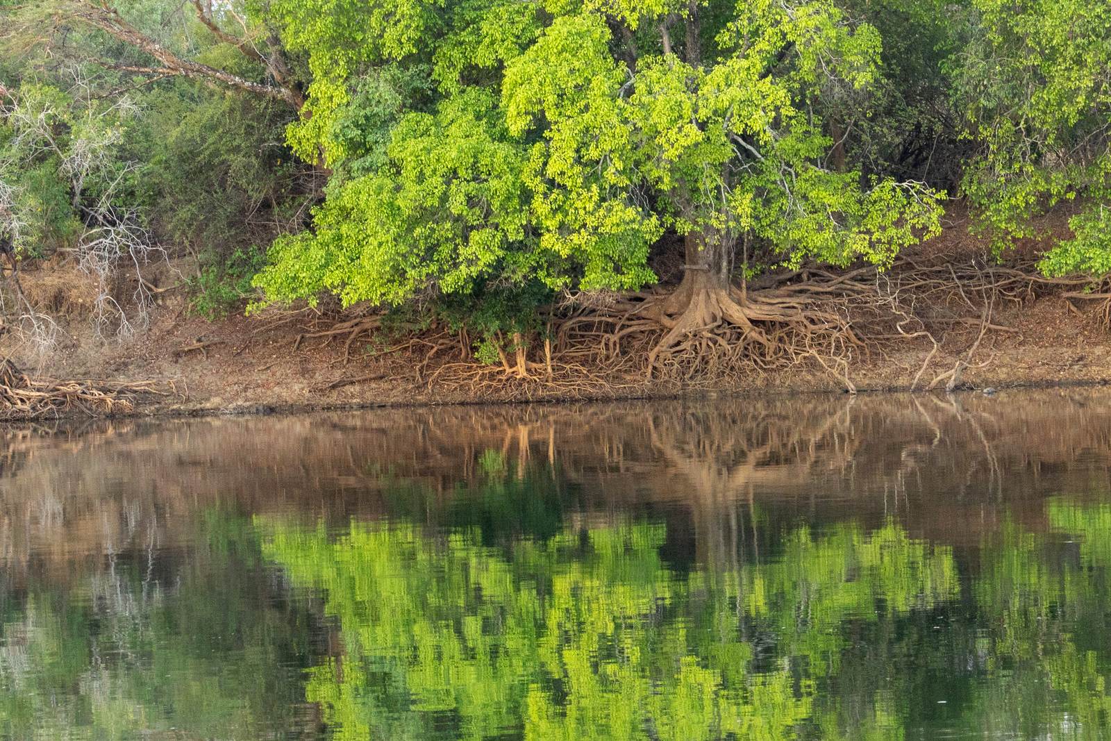 Lush riverbank trees reflected in the calm Kafue River at Mubuyu Bush Camp