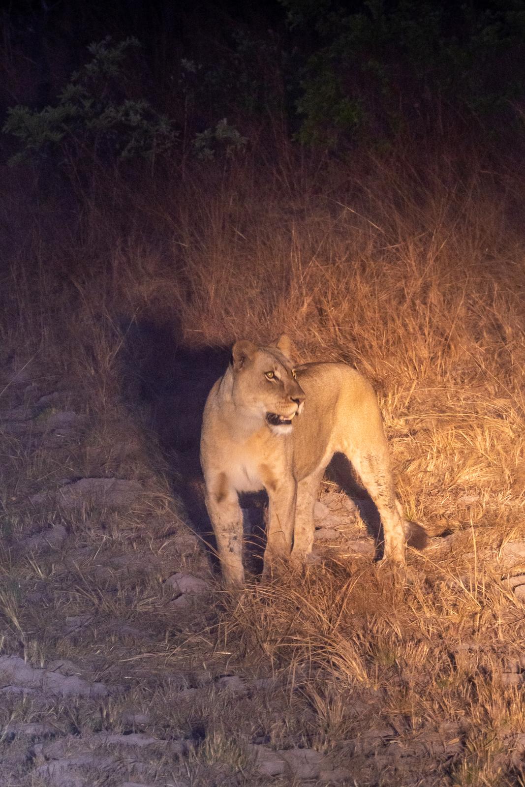 Guided game drive adventure in Kafue National Park