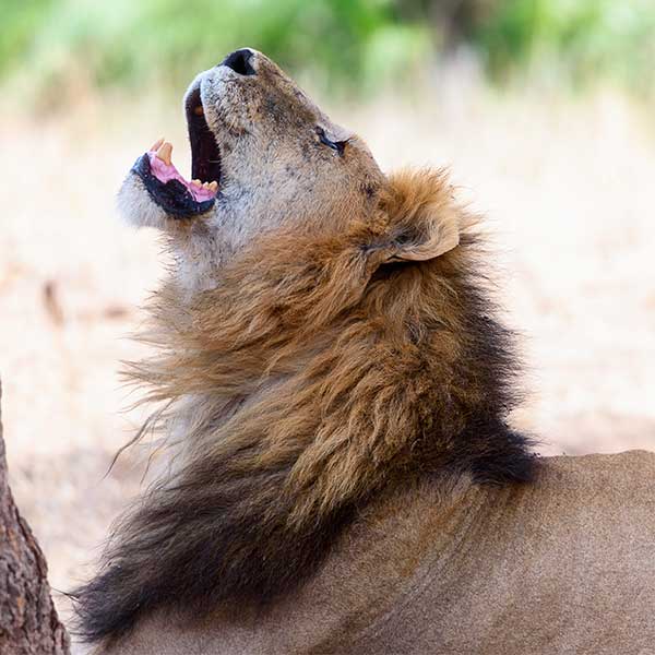 Mubuyu Bush Camp main area