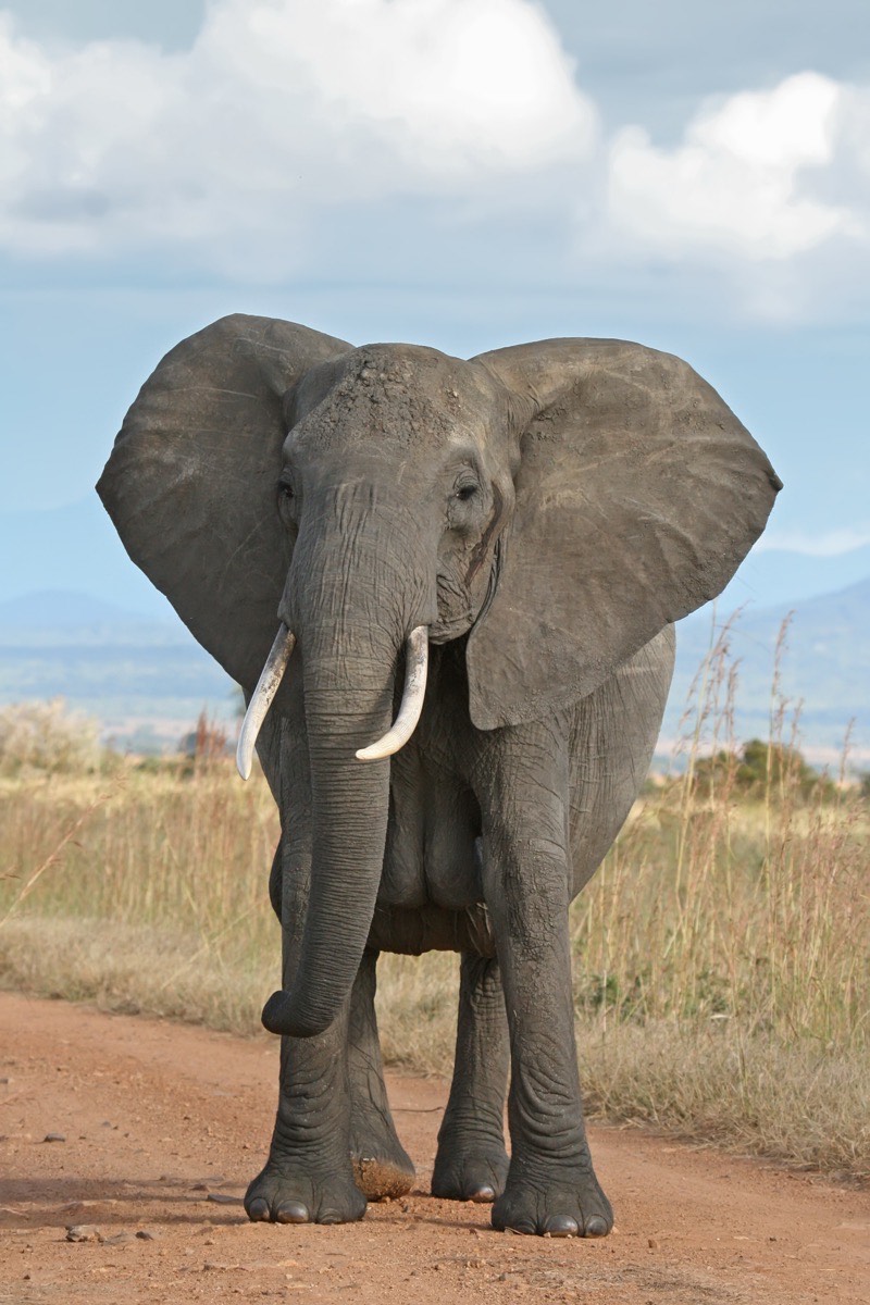 Elephants drinking at the river near Mubuyu Bush Camp in Kafue National Park, Zambia